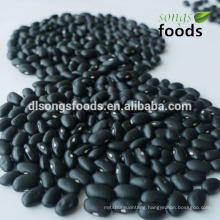 China New Crop Polished Black Matpe Beans for sale